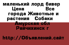 маленький лорд бивер › Цена ­ 10 000 - Все города Животные и растения » Собаки   . Амурская обл.,Райчихинск г.
